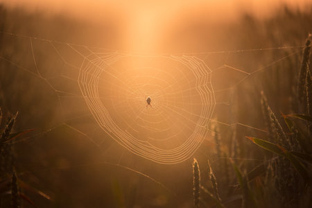 Silken Intricacies: Spider Weaving Nature's Web in the Meadow in Northern Europeの写真素材