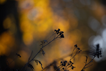 Dawn's Floral Symphony: Silhouetted Summer Flowers in Meadow's Embrace in Northern Europeの写真素材