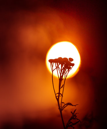 Dawn's Floral Symphony: Silhouetted Summer Flowers in Meadow's Embrace in Northern Europeの写真素材