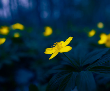 Golden Symphony: Vibrant Wildflowers Blooming in Spring in Northern Europe