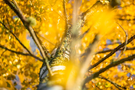 Autumn's Painted Canopy: Brilliant Leaves Adorning Woodlands in Northern Europe