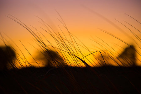 Nature's Dawn Choreography: Silhouetted Summer Plants in Morning Glow in Northern Europeの写真素材