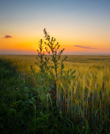 Golden Embrace: Summer Meadow Plants Bathed in Sunrise Glow in Northern Europeの写真素材