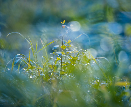 Golden Embrace: Summer Meadow Plants Bathed in Sunrise Glow in Northern Europeの写真素材