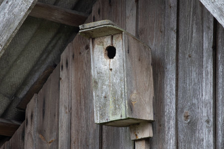 A wooden bird house in the spring garden