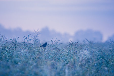 Wings of the Countryside: Captivating Local Birds in Rural Spring in Northern Europeの写真素材