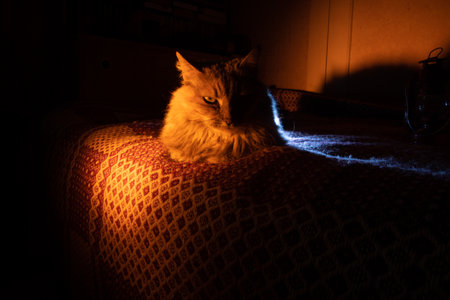 Cozy Companionship: House Cat Basking in Golden Sofa Glow in contrast lightの写真素材