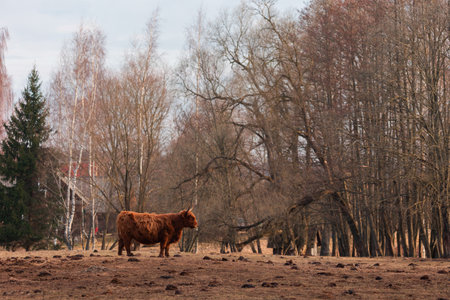 Graceful Wanderer: Majestic Brown Wild Cow Grazing in the Early Spring Fieldの写真素材