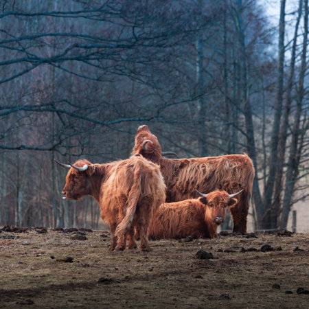 Gentle Giants of Spring: Furry Brown Wild Cow Flock Grazing in the Field in Northern Europeの写真素材