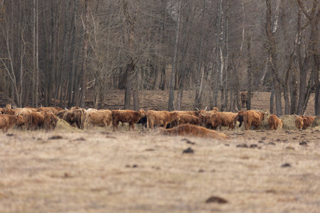 Gentle Giants of Spring: Furry Brown Wild Cow Flock Grazing in the Field in Northern Europeの写真素材