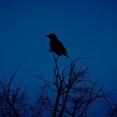 Mystical Observer: Crow Perched Amongst the Branches in Northern Europeの写真素材