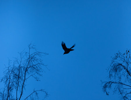 Majestic Soarer: Graceful Crow Soaring Across the Azure Sky in Northern Europeの写真素材
