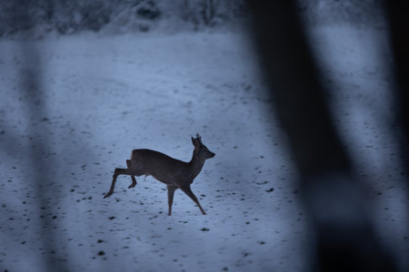 Enchanted Encounters: Curious Female Deer in the Early Morning Field in Northern Europeの写真素材