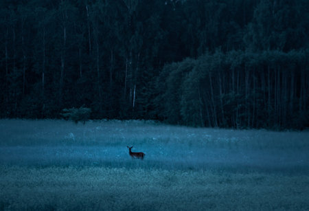 Enchanted Encounters: Curious Female Deer in the Early Morning Field in Northern Europeの写真素材