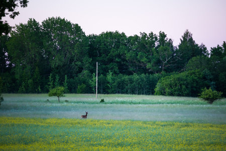 Enchanted Encounters: Curious Female Deer in the Early Morning Field in Northern Europeの写真素材