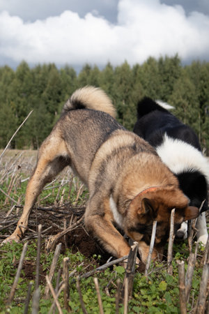 Unleashed Instincts: Hunting Dog Unearthing Treasures in the Field in Northern Europe
