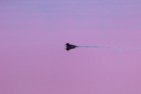 Silent Serenity: Duck Silhouette Gliding Through Sunrise River in Northern Europeの写真素材