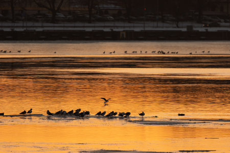 Majestic Serenade: Sea Gulls Amidst River Ice in Golden Morning Light in Northern Europeの写真素材