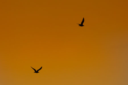 Wings of Freedom: Spring's Seagulls Soaring Over the Baltic Seaの写真素材