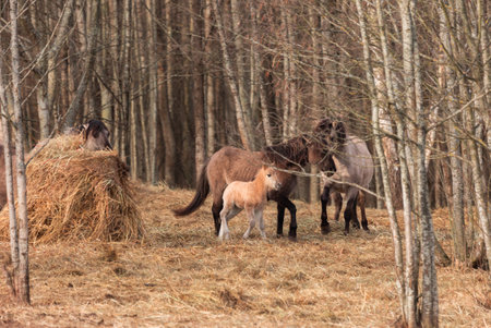 Spring's New Wonder: Captivating Wild Horse Foal Embarking on Life's Journey in Northern Europe