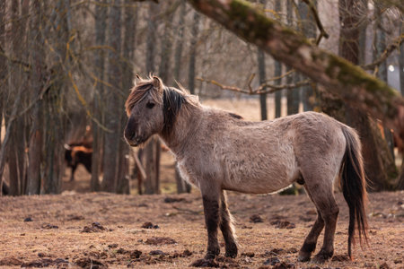 Untamed Majesty: Captivating Portrait of a Wild Horse in the Early Spring in Northern Europeの写真素材