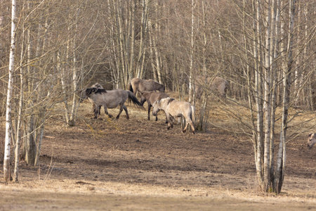 Graceful Freedom: Majestic Wild Horses Roaming in Early Spring in Northern Europeの写真素材