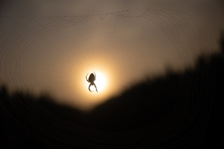 Nature's Master Weaver: Delicate Spider Captured in Spring's Morning Light in Northern Europeの写真素材