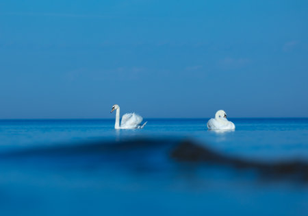 Graceful Majesty: White Swan Gliding through the Baltic Sea in Northern Europeの写真素材