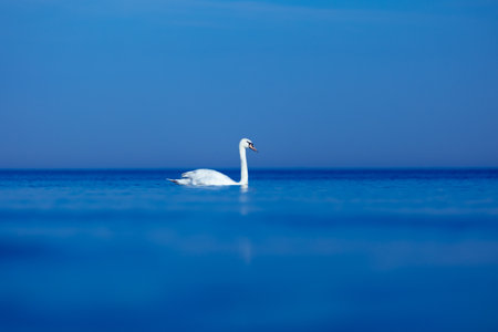 Graceful Majesty: White Swan Gliding through the Baltic Sea in Northern Europeの写真素材