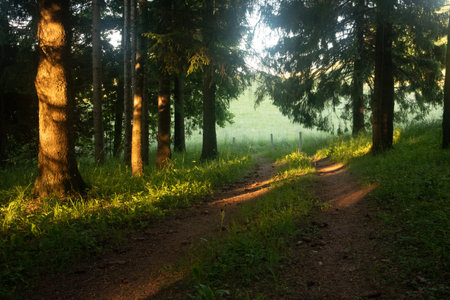Enchanted Pathways: Majestic Forest Road in Summer Morning in Northern Europe