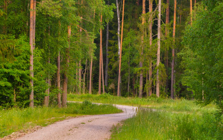 Enchanted Pathways: Majestic Forest Road in Summer Morning in Northern Europe