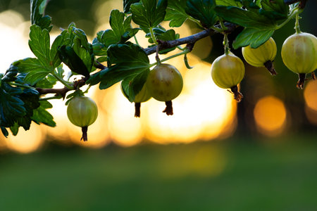 Juicy Gems: Beautiful Green Gooseberries in a Summer Garden in Northern Europeの写真素材