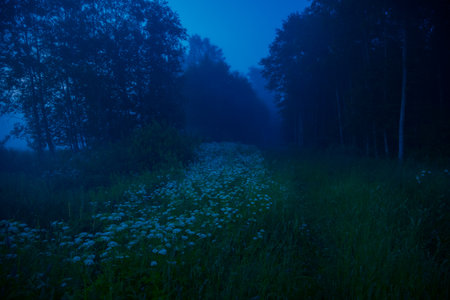 Enigmatic Whispers: Moody Summer Forest Scenery Shrouded in Fog in Northern Europeの写真素材