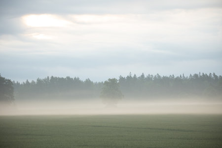 Mystical Serenity: Foggy Summer Morning in the Countryside in Northern Europeの写真素材