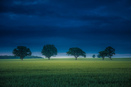 Harmony of Seasons: Majestic Oak Rising Amidst Summer's Golden Wheat Field in Northern Europe