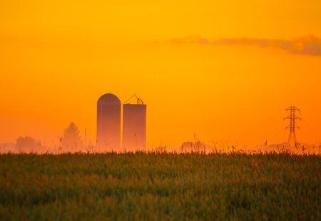 Morning Glory: Majestic Summer Fields Bathed in Sunrise Light in Northern Europeの写真素材