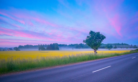 Golden Tapestry: Morning Bliss in Rapeseed Canola Field in Northern Europeの写真素材