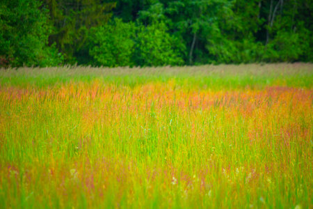 Golden Euphoria: Majestic Summer Meadow Awash in Sunrise Glory in Northern Europeの写真素材