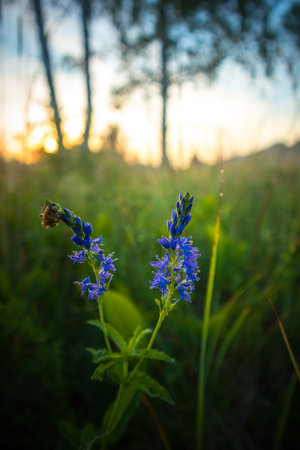 Summer's Symphony: Blossoming Meadow Serenade in the Morning Light in Northern Europeの写真素材