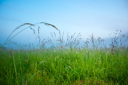 Misty Serenity: Enchanting Summer Morning in the Foggy Meadow in Northern Europe