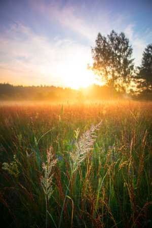 Misty Serenity: Enchanting Summer Morning in the Foggy Meadow in Northern Europeの写真素材