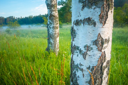 Luminous Elegance: Summer Sunrise Illuminating a Beautiful White Birch Tree in Northern Europeの写真素材