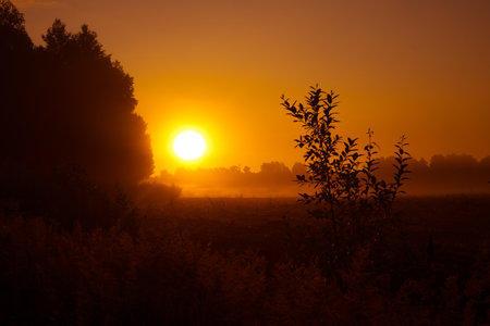 Golden Awakening: Bushes Bathed in the Radiant Light of Summer Sunrise in Northern Europeの写真素材