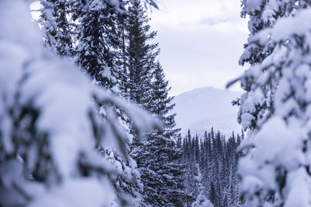Swedish Winter Wonderland: Sunlit Snowy Wilderness with Majestic Fir Trees in Northern Europe