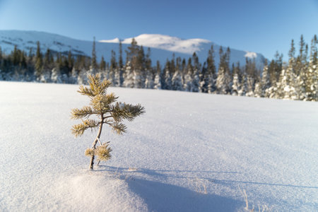 Nordic Dawn: Small Tree in Snowy Wilderness of Sweden at Sunrise in Northern Europeの写真素材