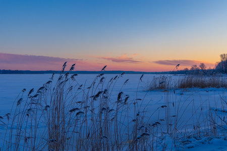 A beautiful winter sunrise scenery with dried reeds on the shore of frozen lake. Colorful landscape in Northern Europe.の写真素材