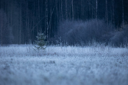 A beautiful young fir tree ner the forest and meadow during early winter sunrise.  Colorful landscape of Northern Europe.の写真素材