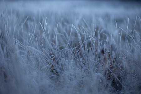 Beautiful winter sunrise scenery of frozen grass with ice crystals. Colorful seasonal scene of early winter in Northern Europe.の写真素材