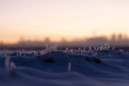 Beautiful winter sunrise scenery of frozen grass with ice crystals. Colorful seasonal scene of early winter in Northern Europe.の写真素材