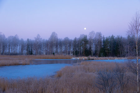 A beautiful early dawn landscape with a moon rising above the trees. Winter scenery of Northern Europe.の写真素材